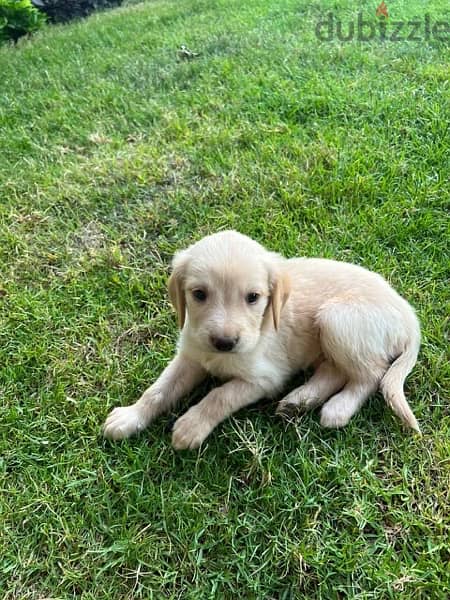 golden x labrador retriever 0