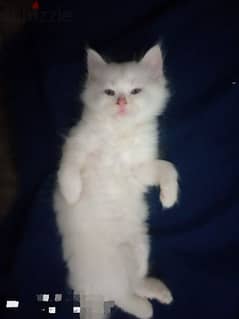 قطط شيرازي مون وهاف فيس 0