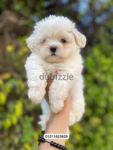 maltese puppies top quality مالتيز 0