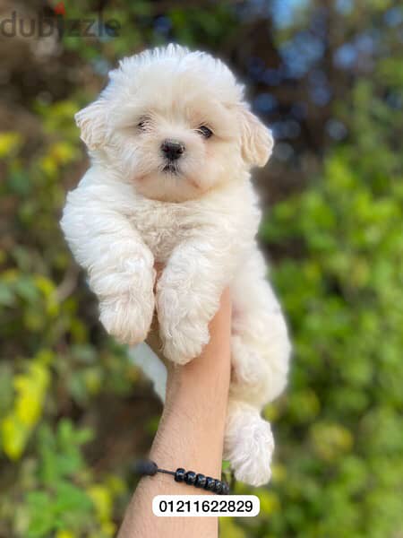 maltese puppies top quality مالتيز 1