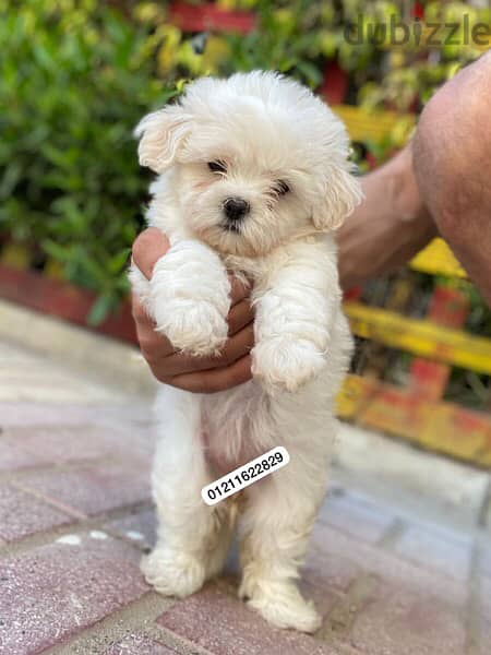 maltese puppies top quality مالتيز 2