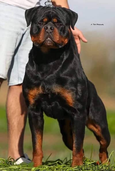 Rottweiler female for sale