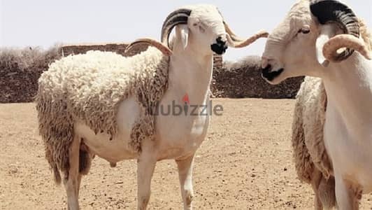 جزار العيد ٢٠٢٦