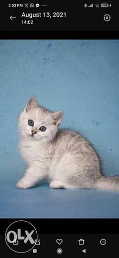 Imported British silver chinchilla kittens 0