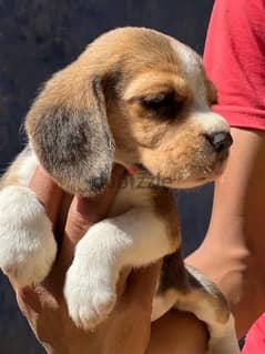 top quailty female beagle 0