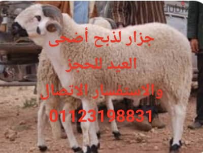 جزار عيد الاضحى اطلبني حالآ