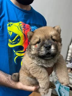 Baby chow outlet puppies