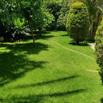 اشجار الاسوار بكل انواعها فيكس بنجمينا من مشاتل روز ميلو والبزروميا