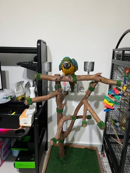 ستاند ببغاوات. Parrot stand 2