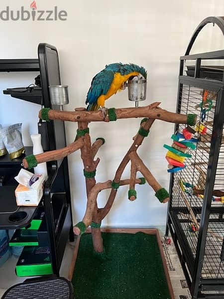 ستاند ببغاوات. Parrot stand 3