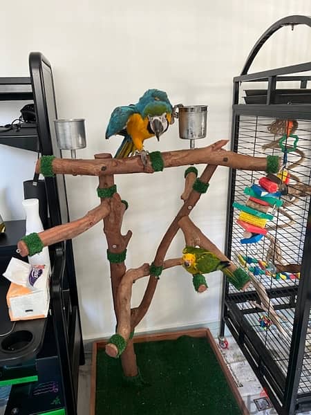 ستاند ببغاوات. Parrot stand 4