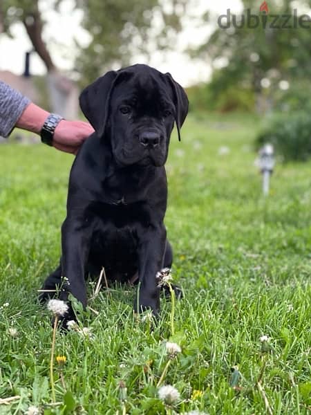 Cane Corso Black Super Quality !! - Dogs - 197920721