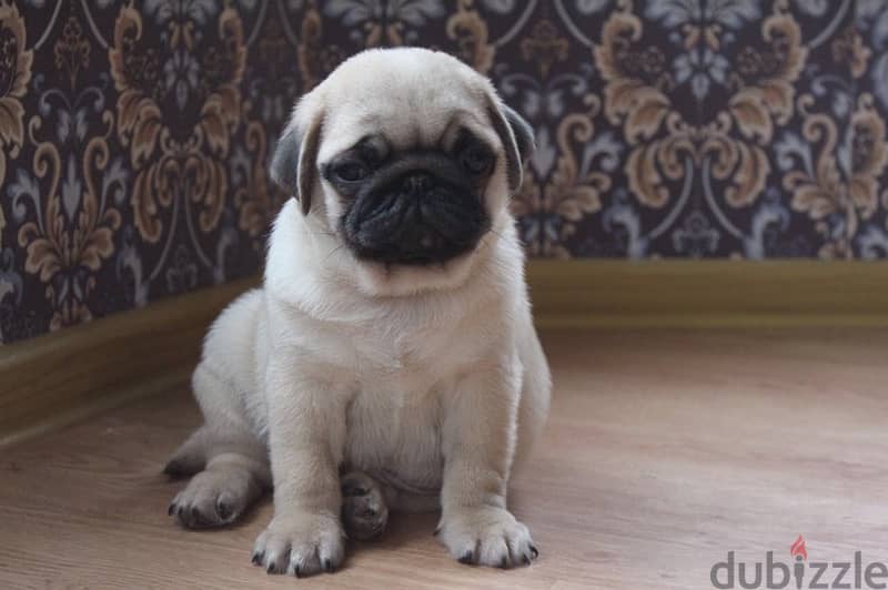 PUG PUPPIES SUPER QUALITY IMPORTED !!! 5