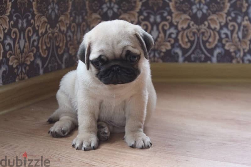 PUG PUPPIES SUPER QUALITY IMPORTED !!! 1