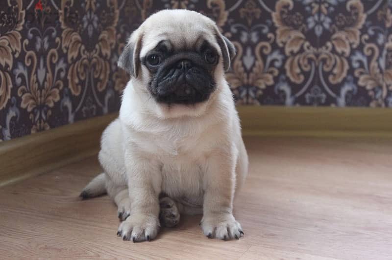 PUG PUPPIES SUPER QUALITY IMPORTED !!! 2