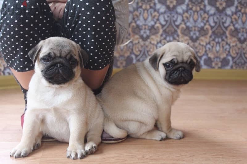 PUG PUPPIES SUPER QUALITY IMPORTED !!! 3