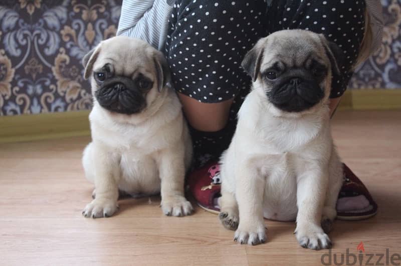 PUG PUPPIES SUPER QUALITY IMPORTED !!! 4
