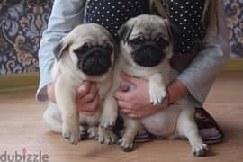 PUG PUPPIES SUPER QUALITY IMPORTED !!!