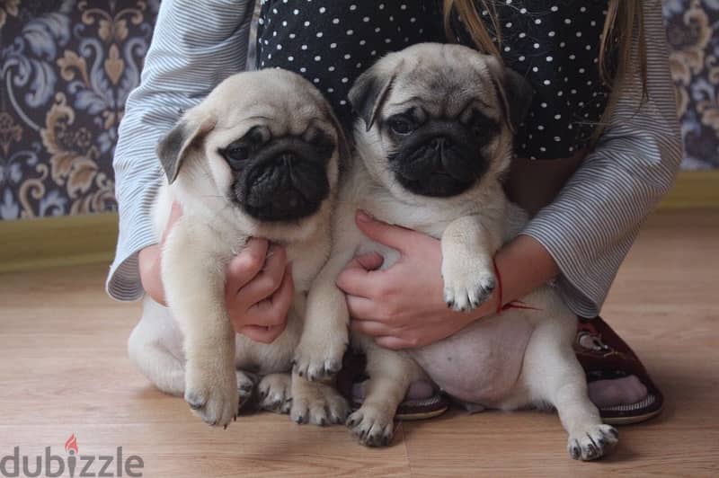 PUG PUPPIES SUPER QUALITY IMPORTED !!! 0