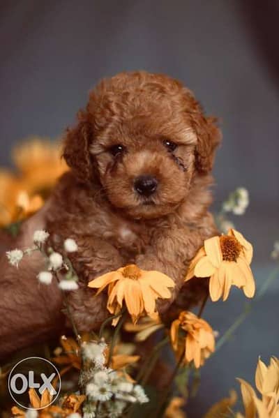 buy ur toy poodle puppy via visa and valu