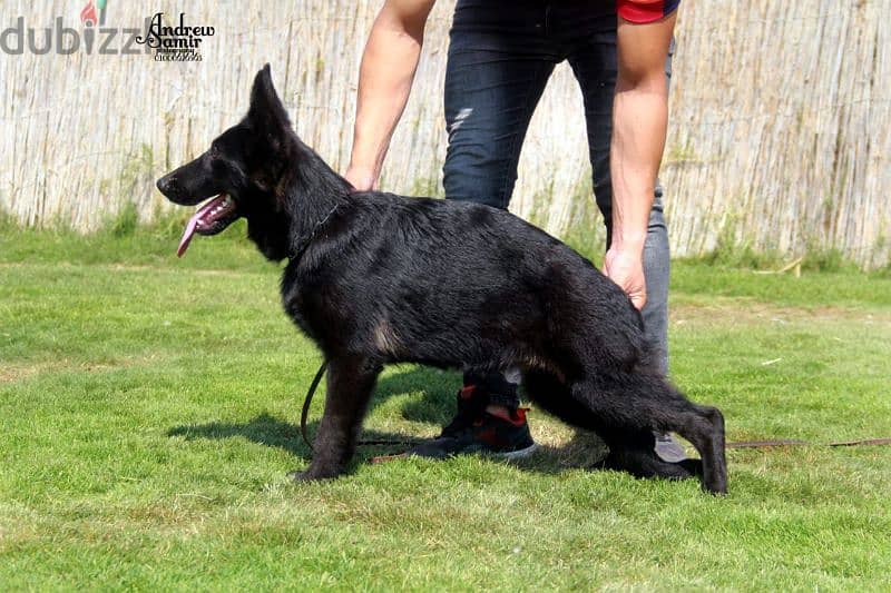 German shepherd short hair royal and black and tan baby's  fci Ekf sv 2