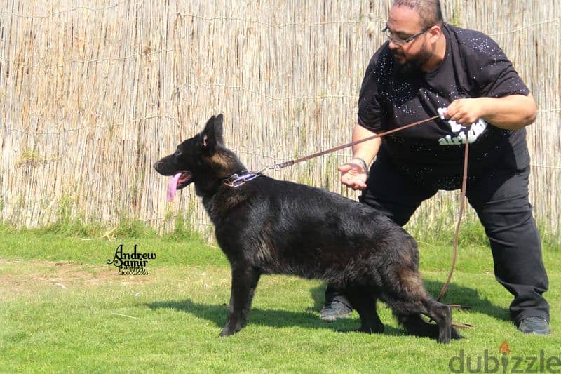 German shepherd short hair royal and black and tan baby's  fci Ekf sv 4