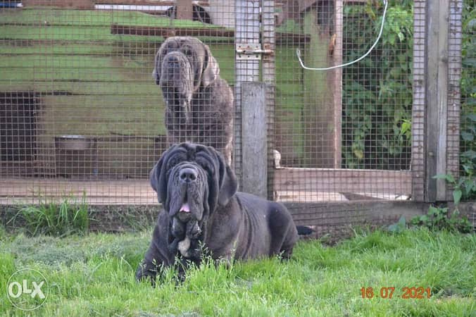 Neapolitan store mastiff olx