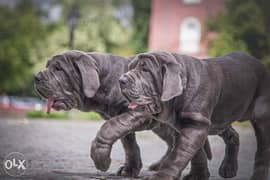 Neapolitan store mastiff olx