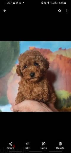Toy Poodle puppies Available in egypt