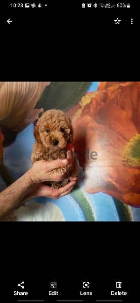 Toy Poodle puppies Available in egypt 2