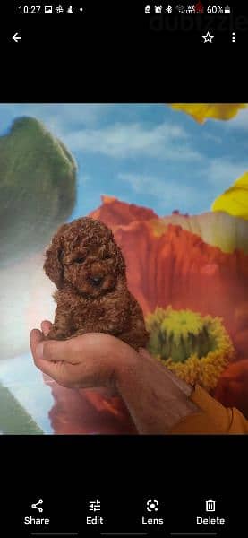 Toy Poodle puppies Available in egypt