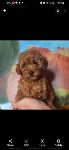 toy Poodle puppies available for sale