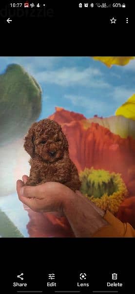 toy Poodle puppies available for sale 1