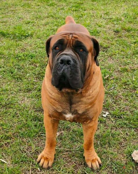 Boerboel olx sales