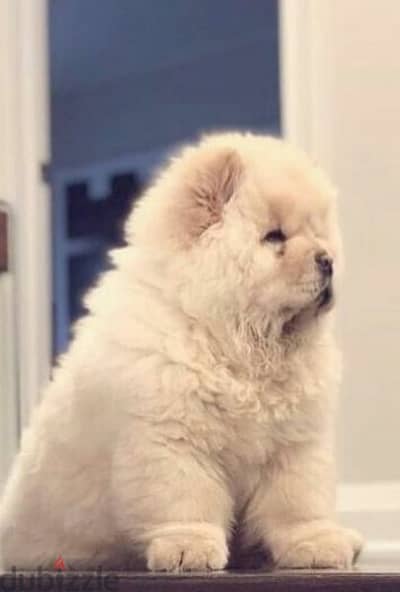 chow chow puppies teady bear  تشاو اتشاو  دباديب اعلى مستوى شاو