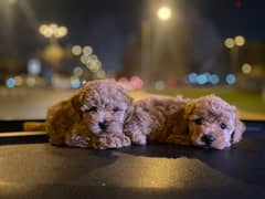 Toy Poodle Puppies Small size Imported Parents Top Quality male and Fe