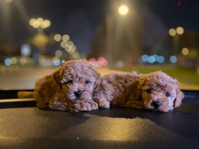 Toy Poodle Puppies Small size Imported Parents Top Quality male and Fe 0