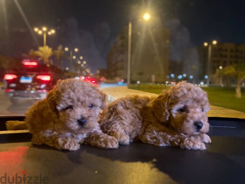 Toy Poodle Puppies Small size Imported Parents Top Quality male and Fe 1