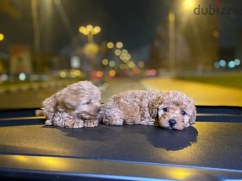 Toy Poodle Puppies Small size Imported Parents Top Quality male and Fe 4