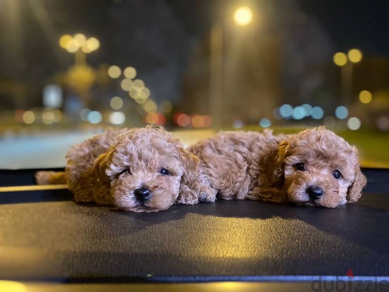 Toy Poodle Puppies Small size Imported Parents Top Quality male and Fe 7