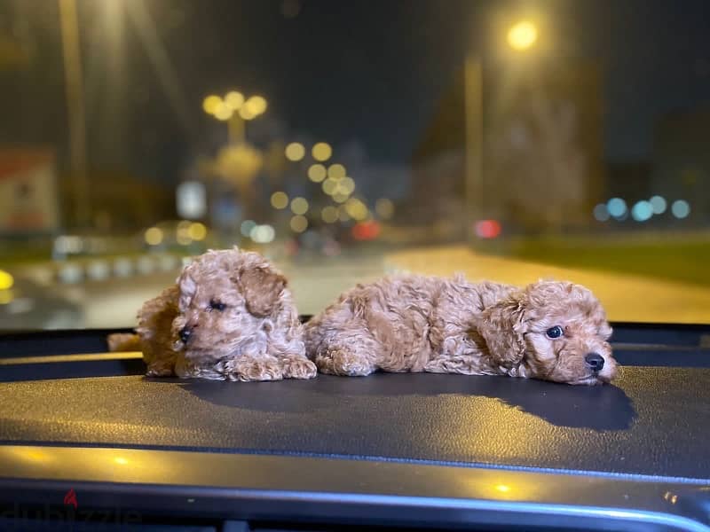 Toy Poodle Puppies Small size Imported Parents Top Quality male and Fe 8
