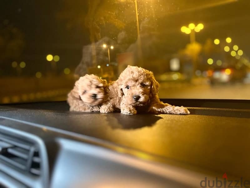Toy Poodle Puppies Small size Imported Parents Top Quality male and Fe 10