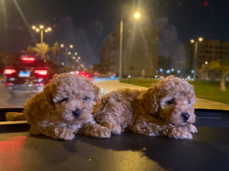 Toy Poodle Puppies Small size Imported Parents Top Quality male and Fe 11