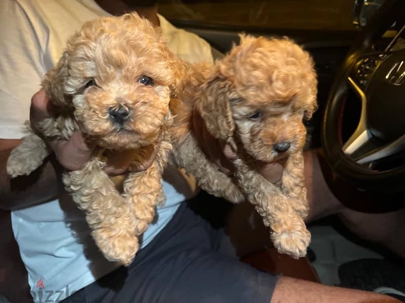 Toy Poodle Puppies Small size Imported Parents Top Quality male and Fe 12