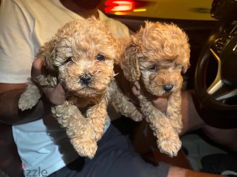 Toy Poodle Puppies Small size Imported Parents Top Quality male and Fe 13