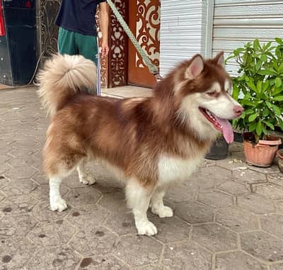 alaskan malamute للزواج فقط