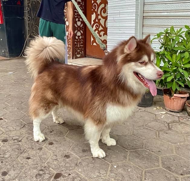 alaskan malamute للزواج فقط 0