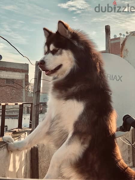 alaskan malamute للزواج فقط 1