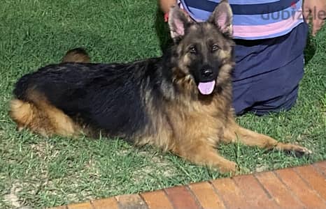 german shepherd جيرمان شيبرد