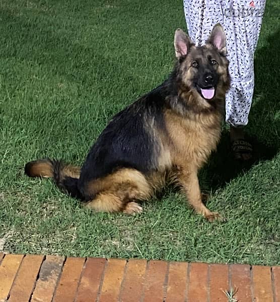 german shepherd جيرمان شيبرد 1